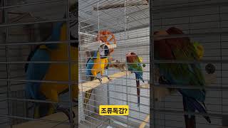 감기 걸린 앵무새 #조류독감 #사람따라는 앵무새 #마카…