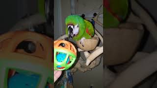 Emmy the severe macaw with the ball