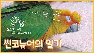 썬코뉴어가 일기를 썼어요!! (feat. 뉴기니아 친구)