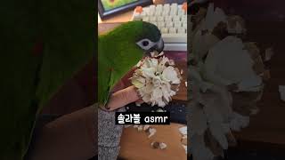 한스마카우 솔라볼 asmr #한스마카우 #두루 #반려동물 #앵무새 #앵아치