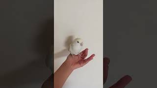 구름☁️ #song #반려동물 #루티노퀘이커 #parrot #동물키우기 #birds