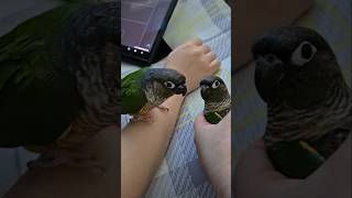 코뉴어앵무새#하랑이#하봉이#parrot#cute