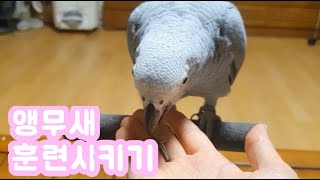 앵무새를 훈련(?)시켜보았어요