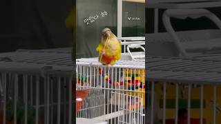 #국수먹는앵무새 #샤이니 #코뉴어앵무새 #파인애플코뉴어 #말하는앵무새 #반려조