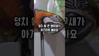 잡기놀이 좋아하는 일곱살 왕 큰 앵무새 어린 아기처럼 …