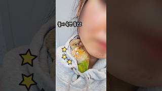 후드티안에서 앵무새가!!! #앵무새산책 #앵무새 #코뉴…