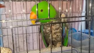 self injury Eclectus parrot therapy course 06 자해하는 뉴기니아앵무새 치료과정 06