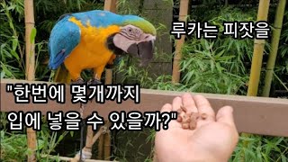 청금강앵무새 루카는 피잣을 한번에 몇개나 입에 넣을 수 있을까요??