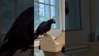 드디어 안녕을 영상에 포착..!!! ㅠㅠ #구름이 #팀네회색앵무