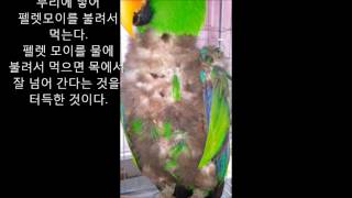 self injury Eclectus parrot th…