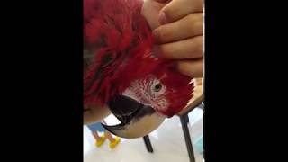 홍금강 앵무새 타미 긁어주기