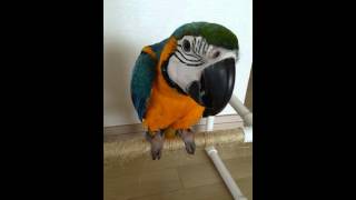 청금강 콴선생 타겟훈련중 [BLUE&GOLD Macaw Qwan Taget Training]