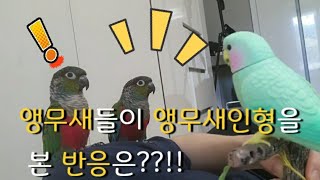 앵무새가 앵무새인형을 본 반응은?