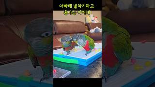 어딜 건방지게 #크림슨벨리드코뉴어 #cuteparrot #funnyparrot #아파트에서키우기좋은앵무새 #아기앵무새 #힐링동물영상 #코뉴어가족 #앵무새키우면좋은점