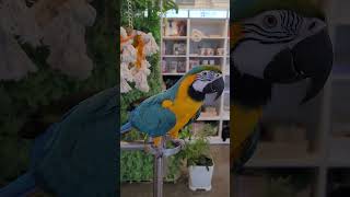 버드소리 세종점 청금강 강이