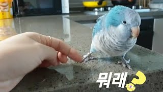 퀘이커앵무새 순도리 너두 다른 친구들처럼 하이파이브 해…