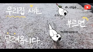 코뉴어 앵무새 키우고 싶어지는 영상 funny parr…