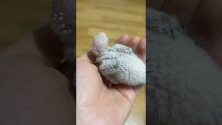 조생19일차 | 코뉴어 이유조 | 솜털부자 #birds…