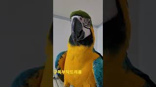 청금강앵무새 대박이 #shorts