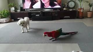 홍금강 Rich와 비숑 휴지의 친해지기