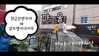 앵무새 기싸움 [청금강앵무새 vs 엄브렐라코카투]