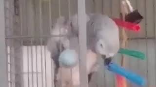 미용실 회색앵무