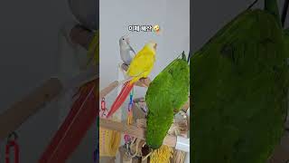 3마리 어셈블~ #birds #parrot #앵무새 #반려동물 #cute #모란앵무 #코뉴어 #pets #lovebirds #한스마카우 #hahn's macaw