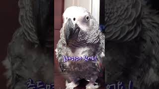 앵무새에게 배우는 보이스피싱 대처법 ☎️ #김루이 #아…