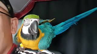 청금강앵무 꾸미...앵무새 사랑해