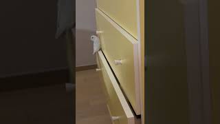 스릴을 즐기는 앵무새 #parrot #parrotlet #앵무새 #funny #웃긴영상 #bird #세상에이런일이 #귀여운 #잼민이 #cute #반려동물 #엉뚱한 #cutie