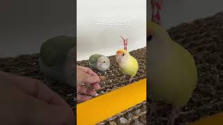 짹짹이들 모란앵무새 퀘이커앵무새 아기앵무새또또 성격다른…