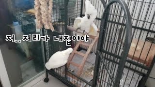 앵무새의 텃세?다롱이가 울집오던날♡유황앵무/코카투