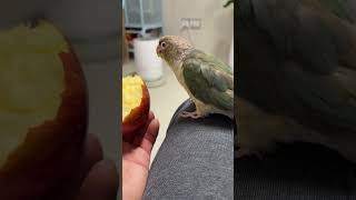 열무와 사과 먹방 #birds #코뉴어 #parrot …