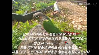 코뉴어,잉꼬를 소개합니다 마지막 2초 영상도 놓치지 마세요^^♡