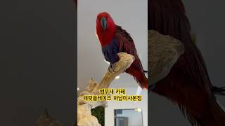 #앵무새카페 #패럿플레이스하남미사본점 #청금강앵무새 #…