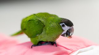 솜이 영상 #한스마카우 #반려앵무 #솜이 #막내딸 #앵무새 #parrot