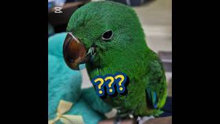 #뉴기니아앵무 #뉴기니아 #앵무 #오징어게임2 #타노스…
