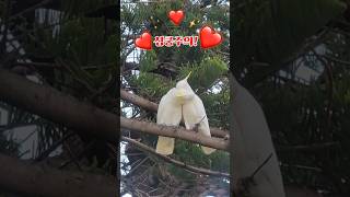 ❤️심쿵주의! 코카투의 애정행각!  #쇼츠 #코카투 #앵무새 #호주앵무새 #사랑 #호주생활 #세계를한입에쏙
