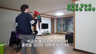 홍금강 앵무새 타미 호출훈련중 입니다 자유비행하기 위해…