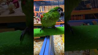 한스마카우 앵무새 분양해요. #birdslover #parrot #pets #birds #cute #animals #사계절앵무새 #앵무새성장 #앵무새분양