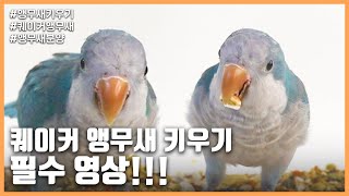[앵무새키우기] 퀘이커 앵무새 키우기 필수 영상!!! …