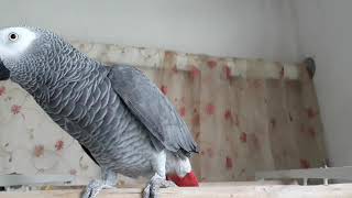 말하는 앵무새 베리 집중하는 모습