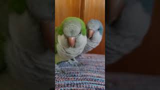 루야 루팡 그리고 루카 #퀘이커앵무새  #퀘이커 #quaker #청금강 #청금강앵무새 #마카우 #parrot #macaw #앵무새 #동물 #반려동물 #애완동물 #animal #루카