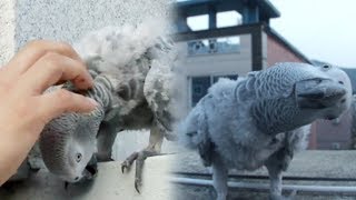 호기심 많은 &#39;회색 앵무새&#39; 사람 손길에…