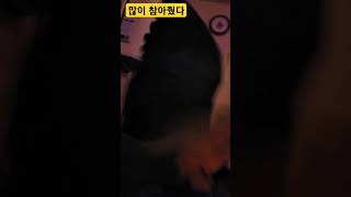 많이 참아준 루카 #앵무새 #parrot #청금강 #청…