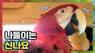 [홍금강 라틴] 나들이에 신이난 앵무새  저 고백받았지…