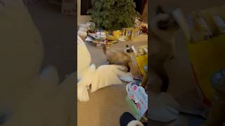 Run! Mad Bird! #birds #cute #cockatoos #birdslover #fyp #shark #cockatoo #nature #birdlovers