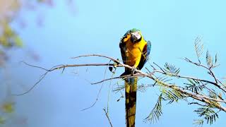 청금강 먹이활동