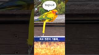 지붕으로 튄?썬몬이ㅋㅋㅋㅋㅋㅋㅋㅋ#birds #birds #앵무새 #썬코뉴어 #parrot #코뉴어#가출?#pets #cute
