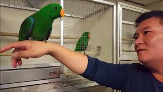 [앵무새수입] - 앵무새검역, 수입과정 등 by. 앵무…